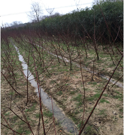 ^漰174375K؉KϷNֲľֲMu