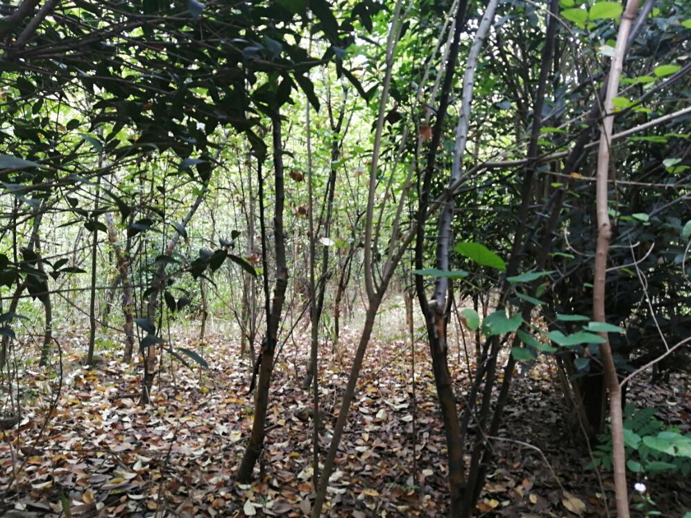 Ϸ**@ֹ޹˾λںϷ**_l^**^**248.265ϵľЈru