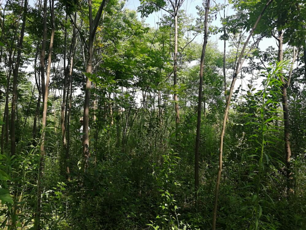 Ϸ**@ֹ޹˾λںϷ**_l^**^**248.265ϵľЈru